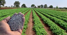 Confira os cuidados necessários na compra de fertilizantes
