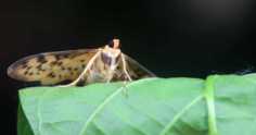 Lepidópteros: como fazer o controle nas lavouras