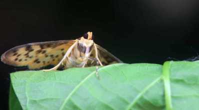 Lepidópteros: como fazer o controle nas lavouras