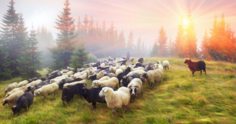 Ovinocultura: como criar ovelhas com sucesso!