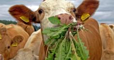 Plantas tóxicas para bovinos: conheça as principais