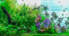 Conheça 10 espécies de plantas para aquário