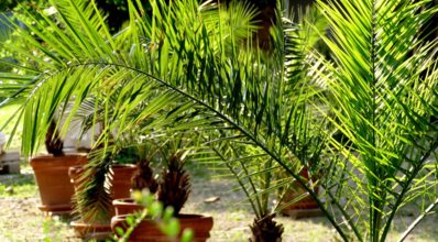 Como plantar e cultivar palmeiras em vasos