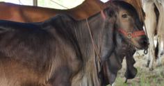 Indubrasil: a raça de gado genuinamente brasileira