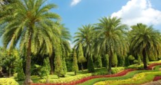 Conheça 6 tipos de palmeiras de crescimento rápido