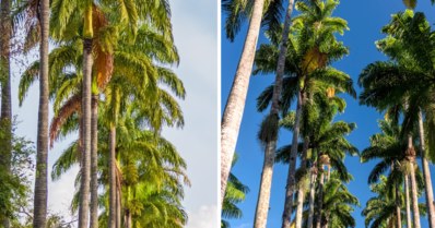 Palmeira real x palmeira imperial: quais as diferenças?