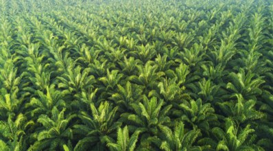 Conheça 4 espécies de palmeiras usadas na produção de palmito