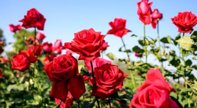 Roseiras: aprenda a cuidar corretamente das suas flores