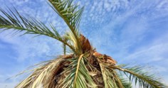 Conheça as principais doenças das palmeiras, seus sintomas e controle