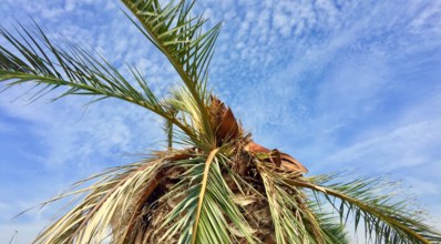 Conheça as principais doenças das palmeiras, seus sintomas e controle