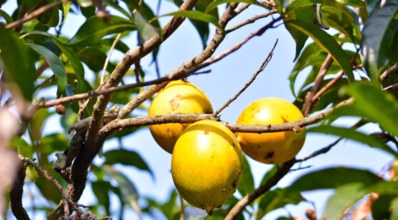 Abiu: conheça essa fruta exótica, seus benefícios e como plantá-la