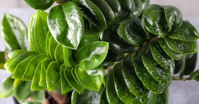 Zamioculca: confira as características e os cuidados com essa planta