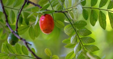 Seriguela: conheça essa fruta e aprenda como plantar
