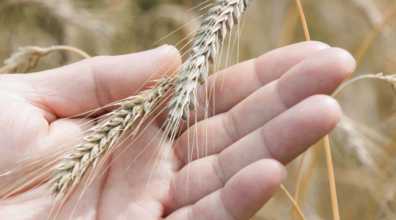 Triticale: quais suas vantagens para o cultivo e como começar