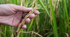 Principais doenças do arroz: identificação, sintomas e controle