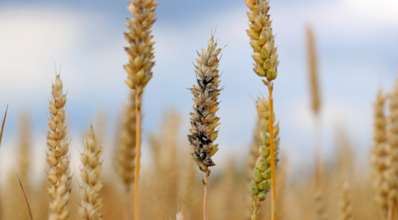 Principais doenças do trigo: identificação e controle