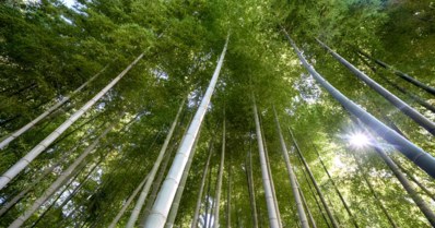 Bambu: como fazer o plantio e principais características