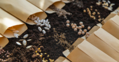 Dormência de sementes: tipos, causas e superação