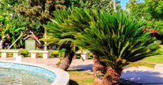Conheça 4 espécies de palmeiras com preços acessíveis