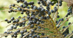 Açaí: como cultivar e os benefícios deste fruto