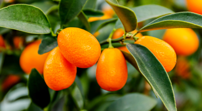 A pequena laranja kinkan é cheia de benefícios. Confira como plantá-la!