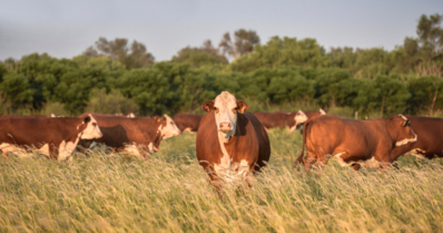 Braford: conheça essa raça de gado de corte