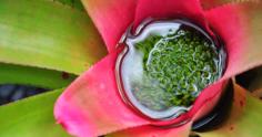 Bromélias: conheça cinco espécies e como cuidar desta planta