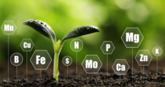 Micronutrientes: funções e importância para o desenvolvimento das plantas