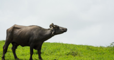 Búfalos: conheça o potencial produtivo da raça Murrah