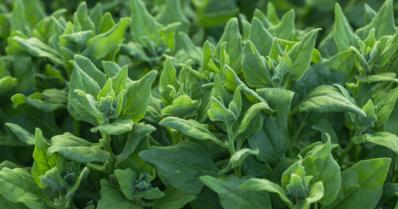 Espinafre: confira como plantar esta hortaliça e seus benefícios