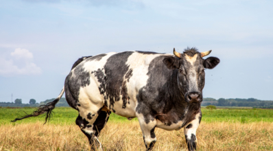 Conheça o Belgian Blue: a raça de gado super musculosa