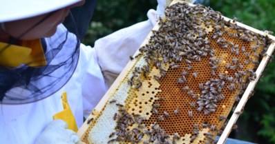 O que é preciso para criar abelhas (Apis mellifera)?