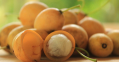 Bacupari: conheça a fruta, seus benefícios e como plantá-la