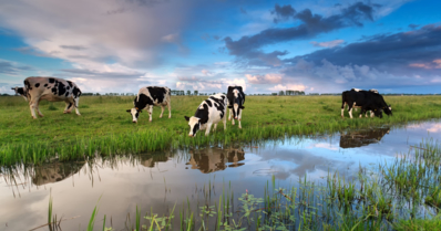 Leptospirose em bovinos: quais os sintomas, como diagnosticar e tratar essa doença