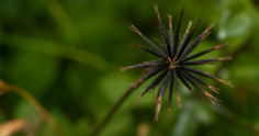 Picão-preto: prejuízos e como eliminar essa planta daninha da lavoura
