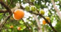 Cambucá: conheça essa fruta saborosa e como plantá-la