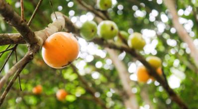Cambucá: conheça essa fruta saborosa e como plantá-la