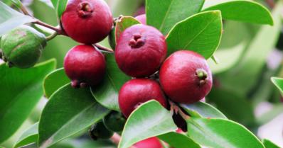 Araçá: conheça esta fruta, como plantá-la e seus benefícios