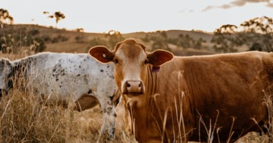 Saiba tudo sobre o risco silencioso da campilobacteriose em bovinos