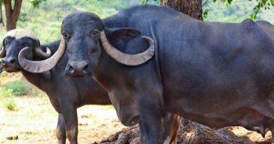 Jafarabadi: conheça a maior raça de búfalos no Brasil