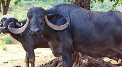 Jafarabadi: conheça a maior raça de búfalos no Brasil