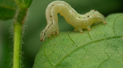 Principais lagartas que ocorrem nas lavouras: como identificar e controlar?