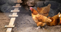 Saiba tudo sobre pulorose aviária: sintomas, diagnóstico e prevenção