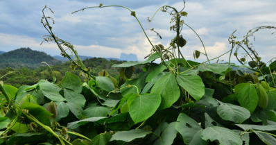 Mucuna: importância desta planta e como usá-la na adubação verde