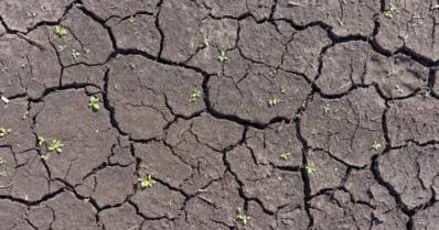 La Niña e El Niño: entenda o que são e quais os seus efeitos na agricultura