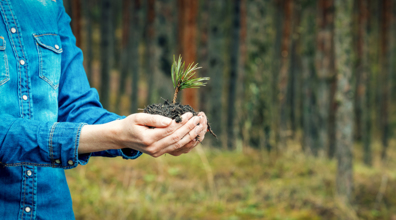 Como fazer um reflorestamento e quais seus benefícios?