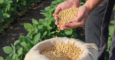 Produção de sementes: multiplicação, cuidados, certificação e comércio