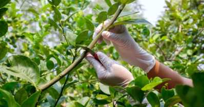 Técnica de enxertia em plantas: métodos, benefícios e dicas