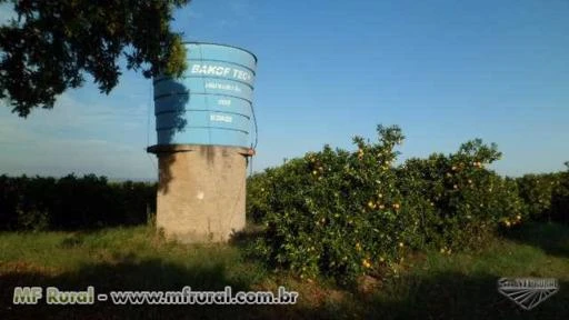 Sitio com 16 alqueires Cultivando Laranjas e Limão com Água e Energia