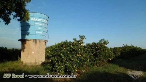 Sitio com 16 alqueires Cultivando Laranjas e Limão com Água e Energia